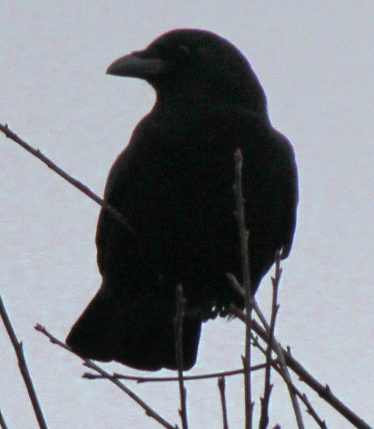 American Crow - ML613775917