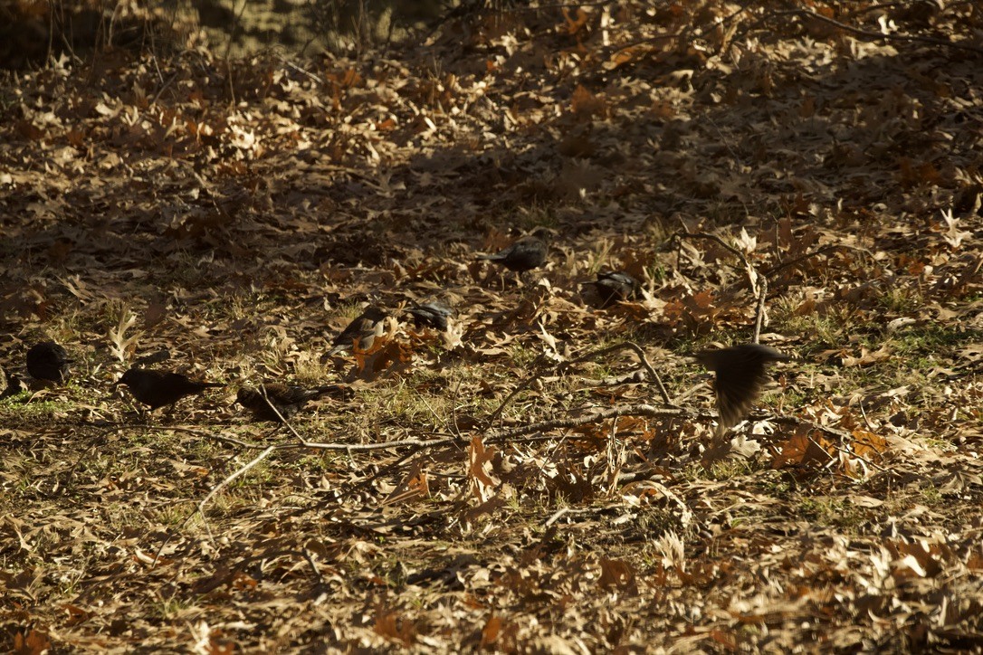 blackbird sp. - ML613775933