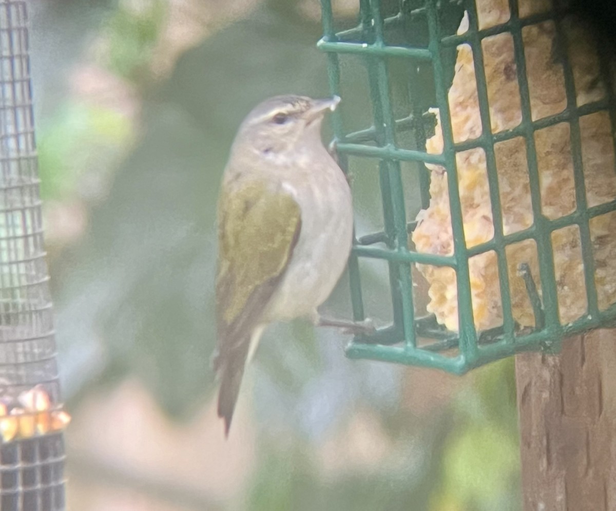 Tennessee Warbler - Kathryn Wendel