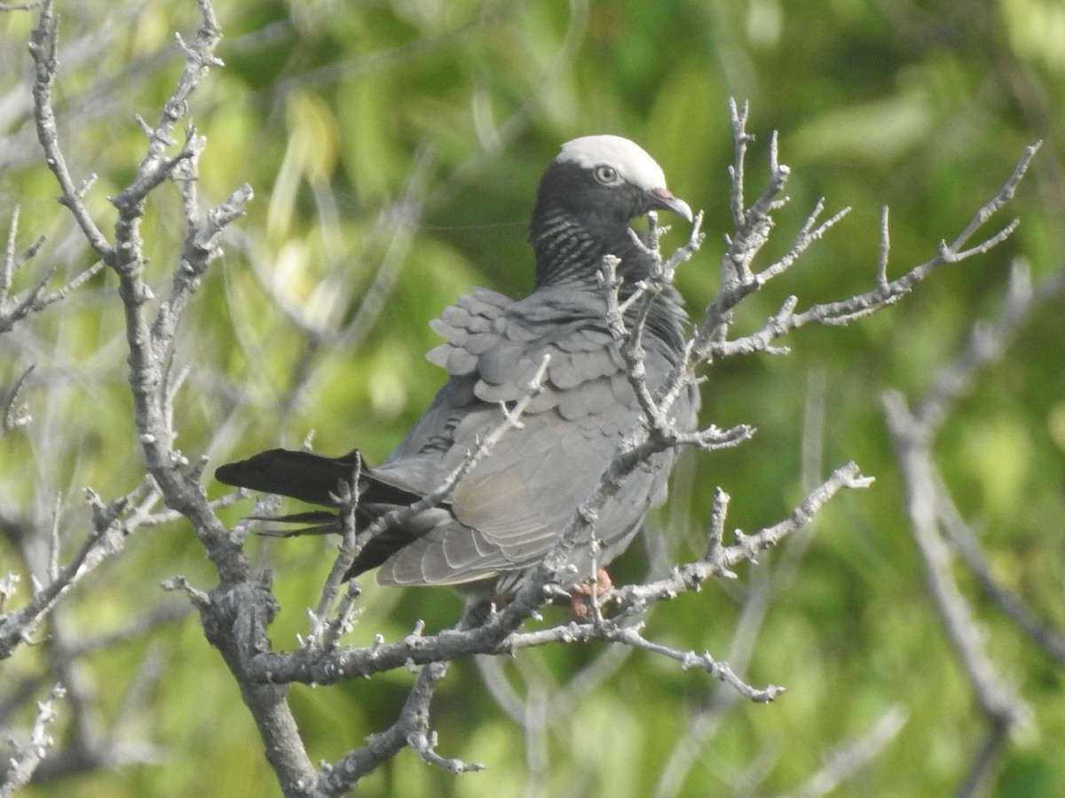 White-crowned Pigeon - ML613776206
