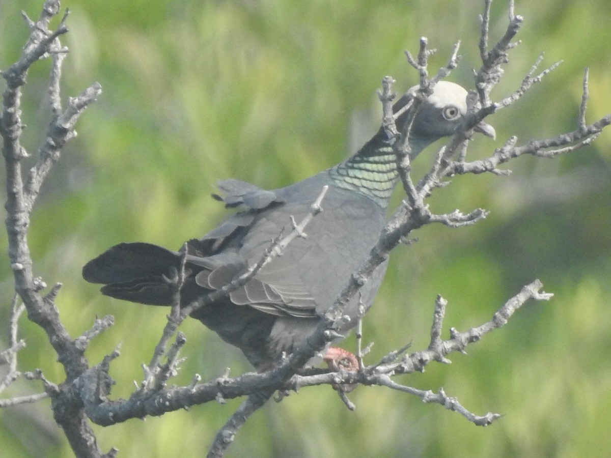 White-crowned Pigeon - ML613776211