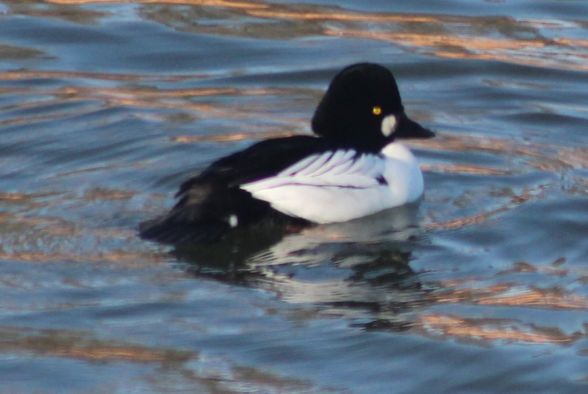 Common Goldeneye - ML613776303