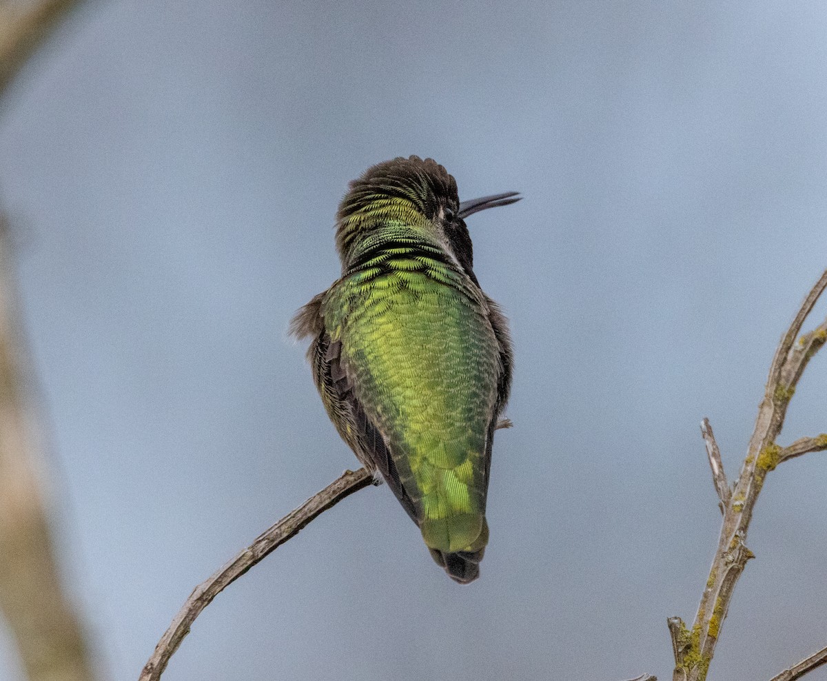 Anna's Hummingbird - ML613776318