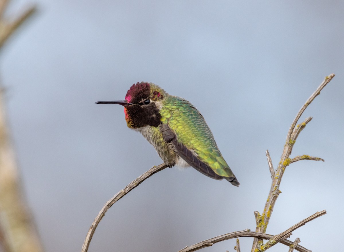 Anna's Hummingbird - ML613776321