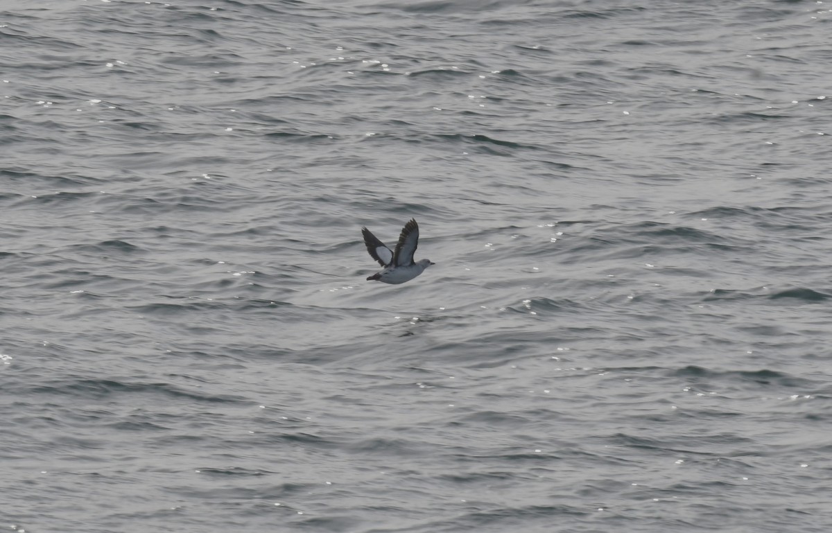 Black Guillemot - ML613776333