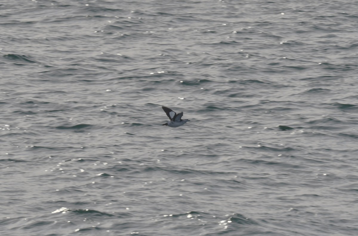 Black Guillemot - ML613776334