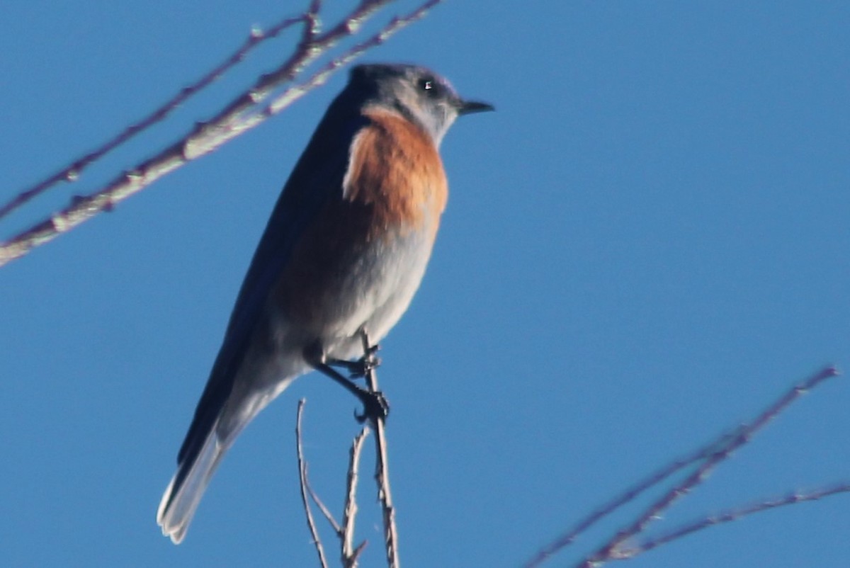 Western Bluebird - ML613776336