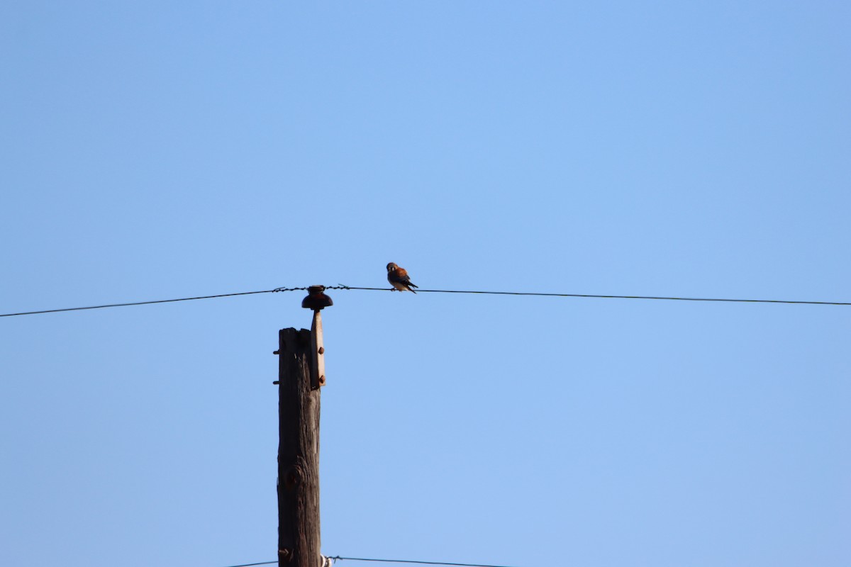 American Kestrel - ML613776476