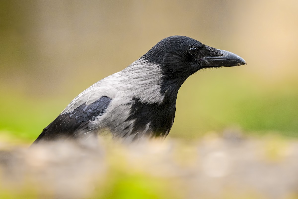 Hooded Crow - Alper Tüydeş