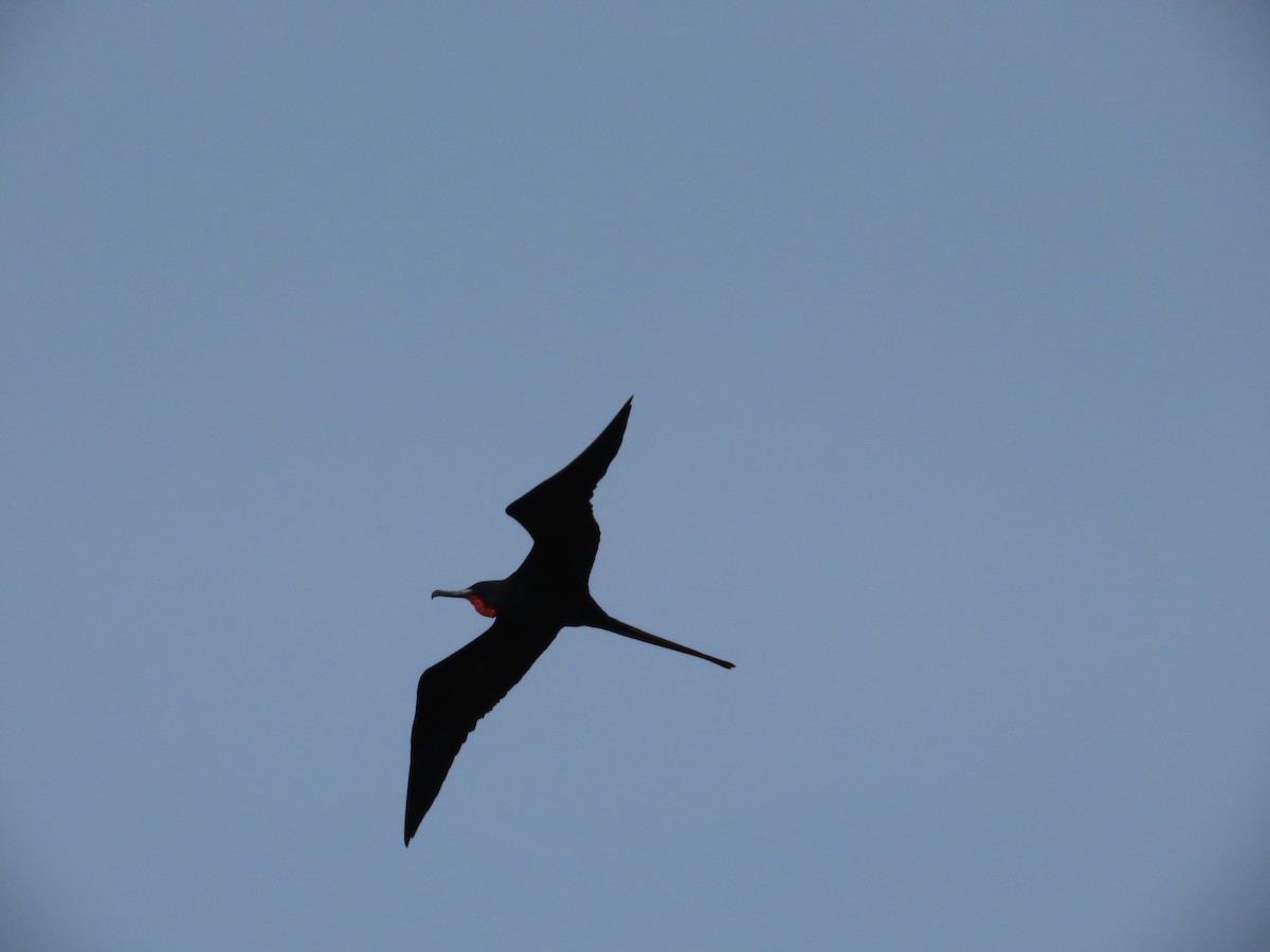 Magnificent Frigatebird - ML613776550