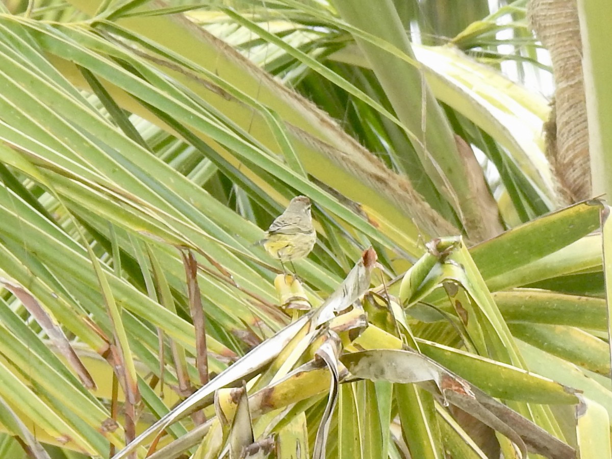 Palm Warbler - ML613776587