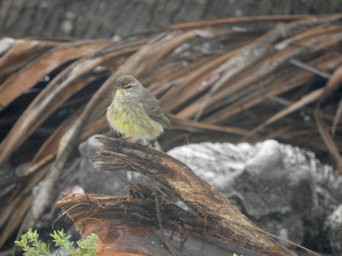 Palm Warbler - ML613776592