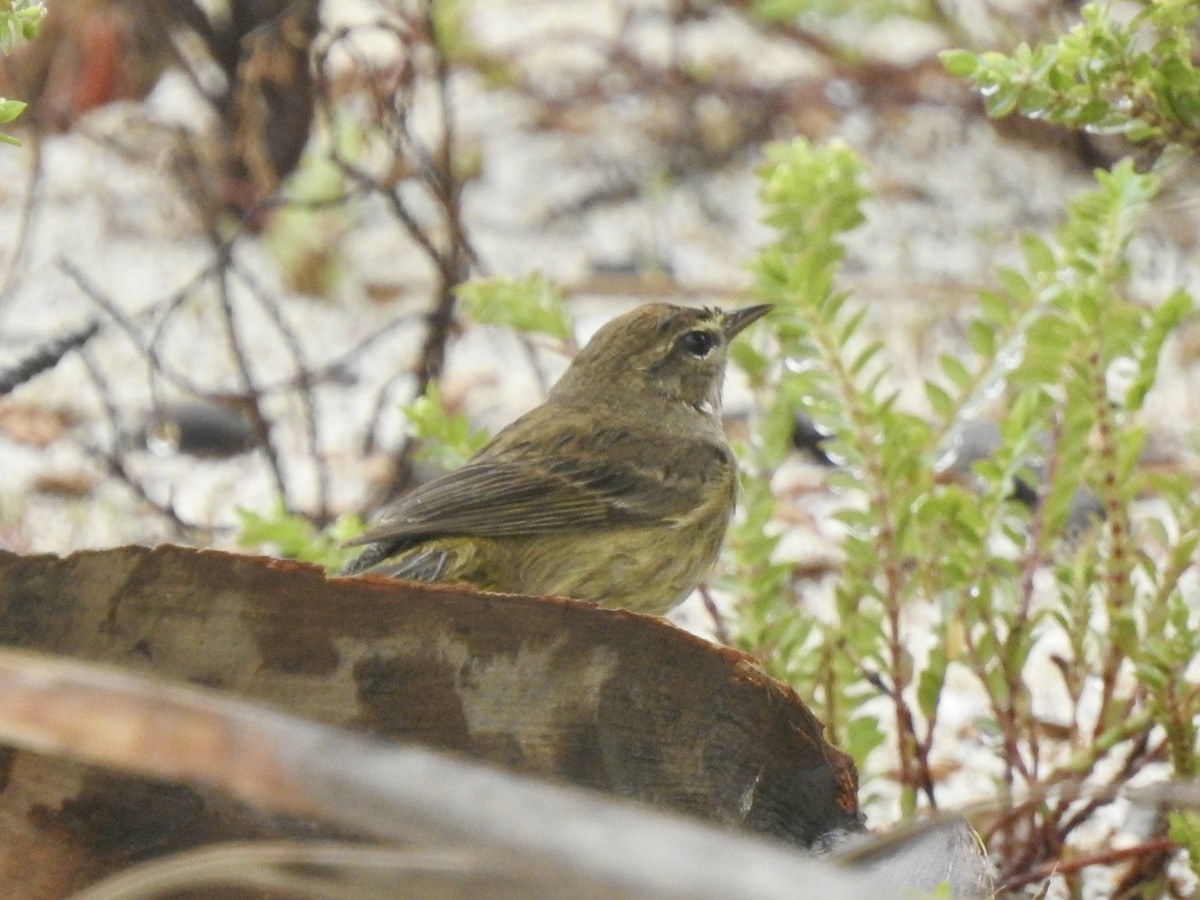 Palm Warbler - ML613776608