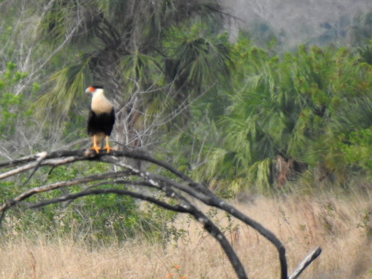 Caracara huppé - ML613776612