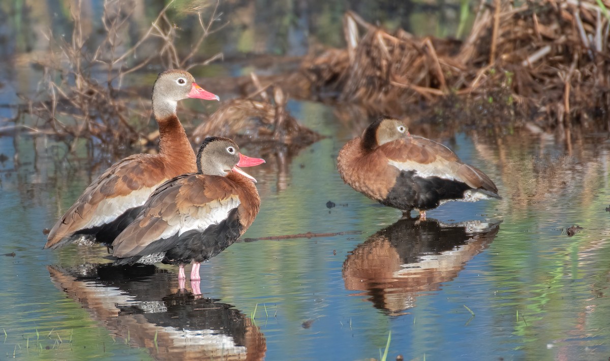 Black-bellied Whistling-Duck - ML613776735