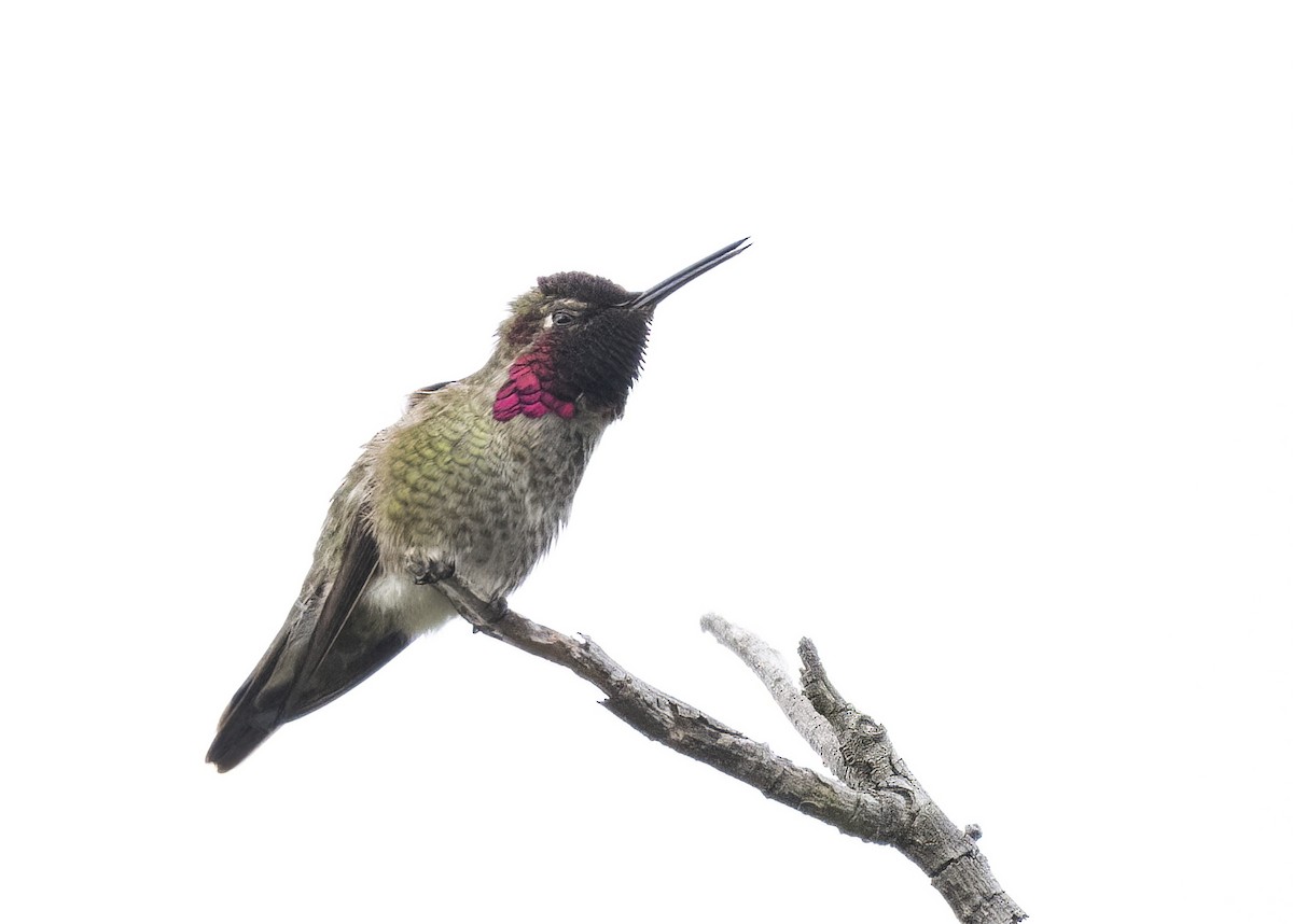 Anna's Hummingbird - ML613776780