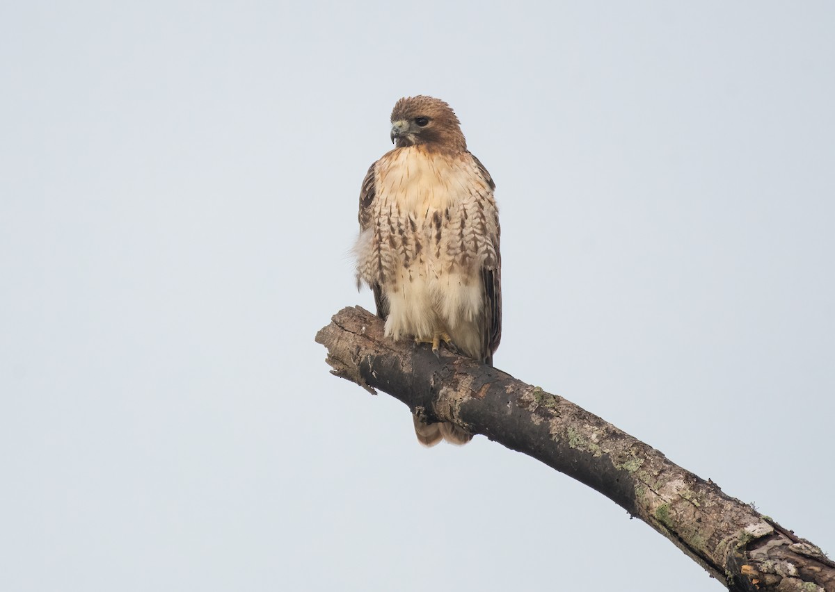 Red-tailed Hawk - ML613776785