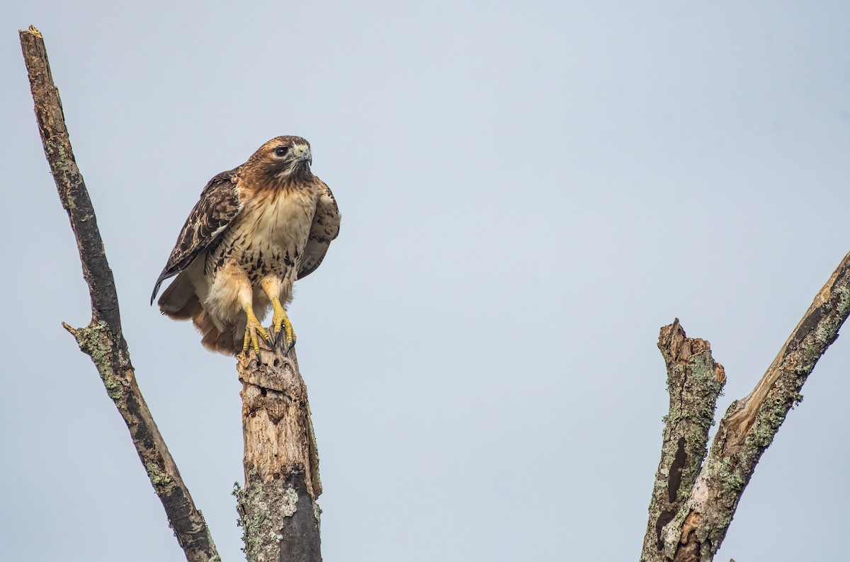 Red-tailed Hawk - ML613776786