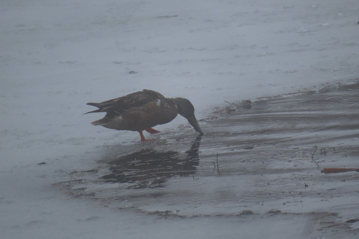 Northern Shoveler - ML613776805