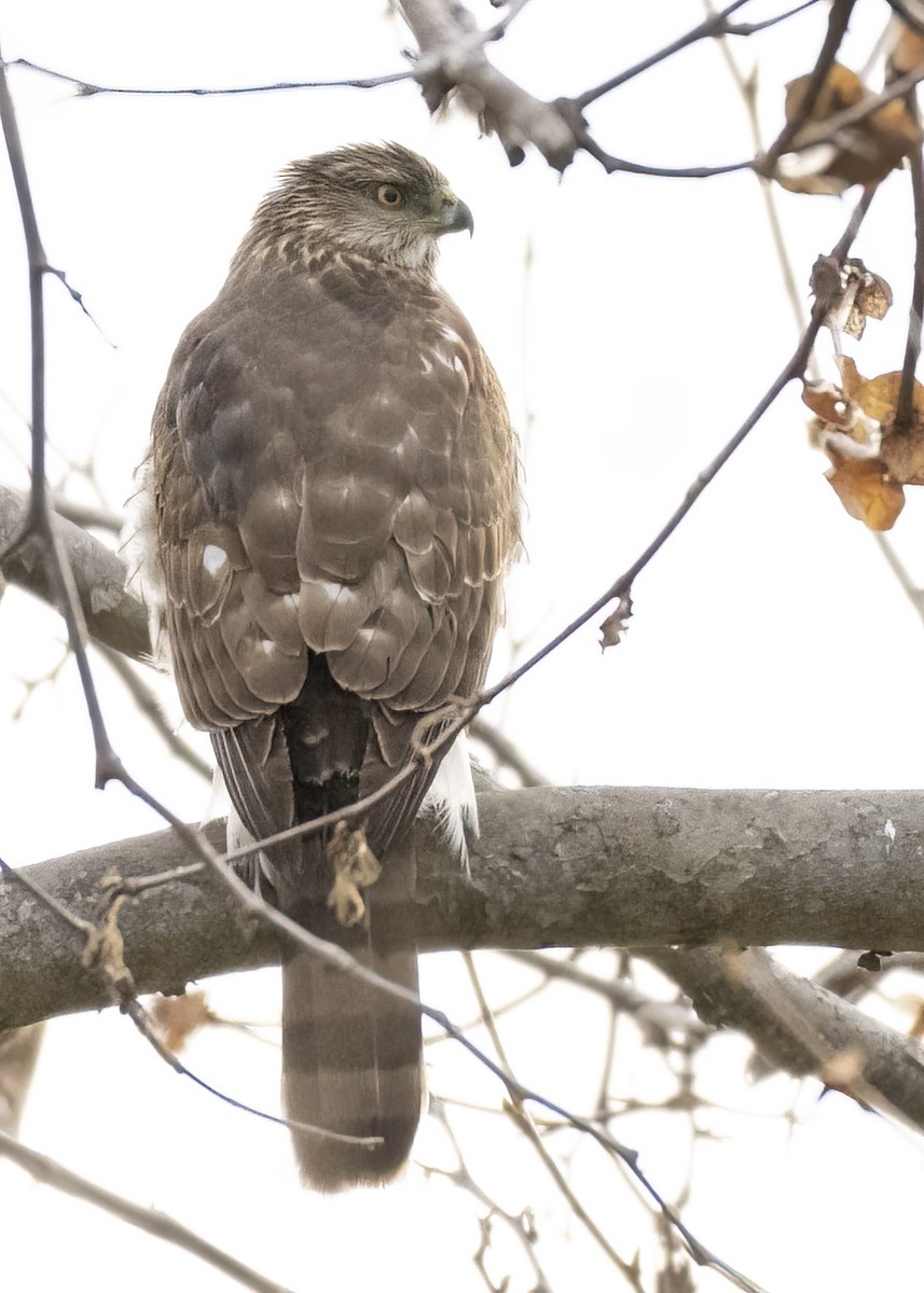 Cooper's Hawk - ML613776811