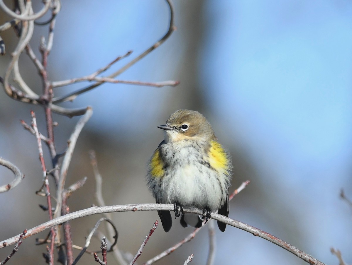 Yellow-rumped Warbler (Myrtle) - ML613776871