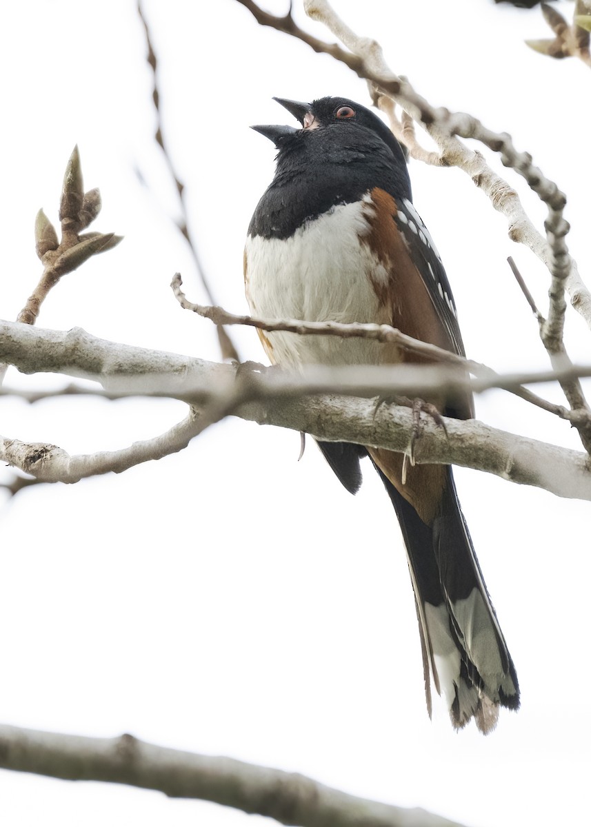 Spotted Towhee - ML613776913