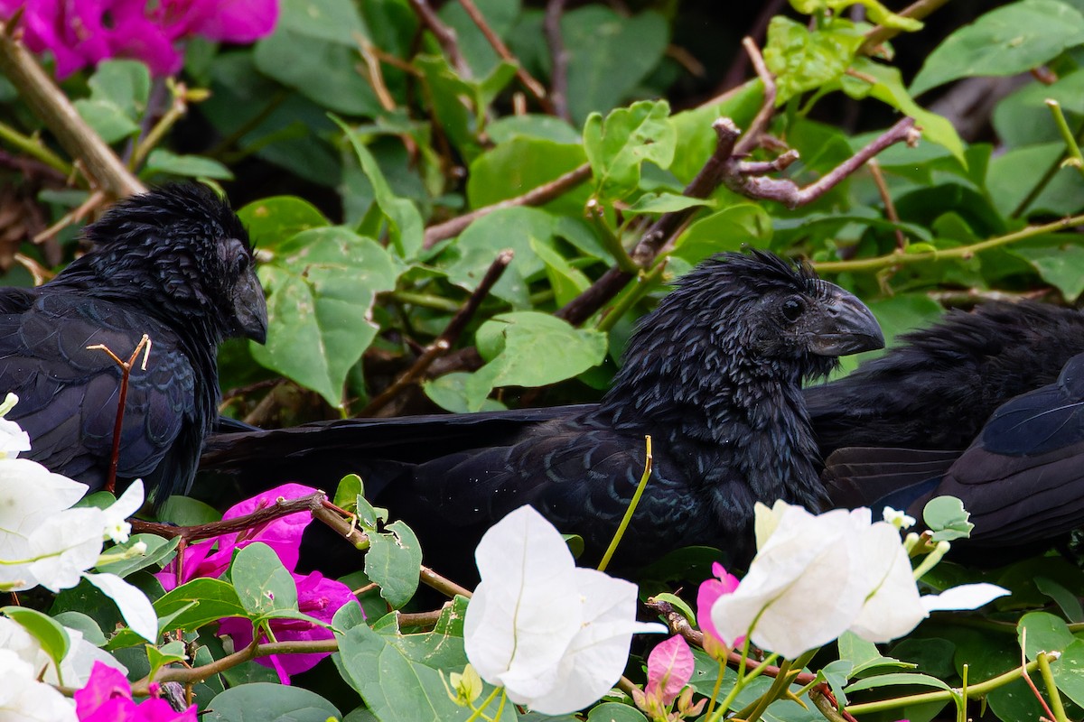 Groove-billed Ani - Steve Juhasz