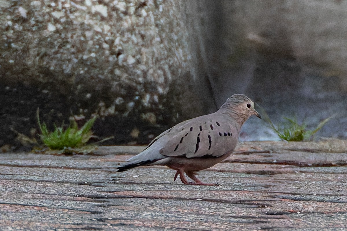 Ecuadorian Ground Dove - Steve Juhasz