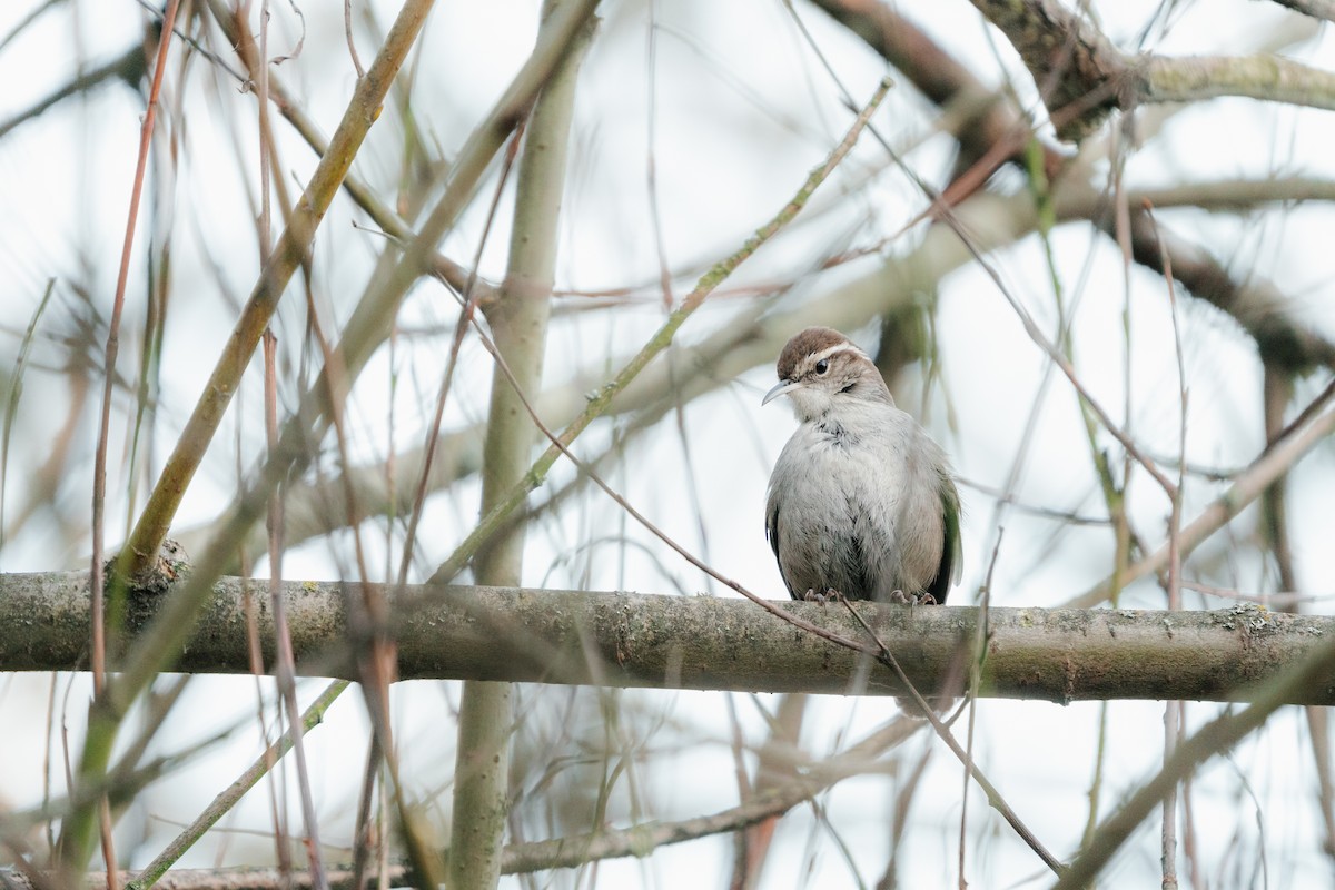 Bewick's Wren - Garrett Sheets