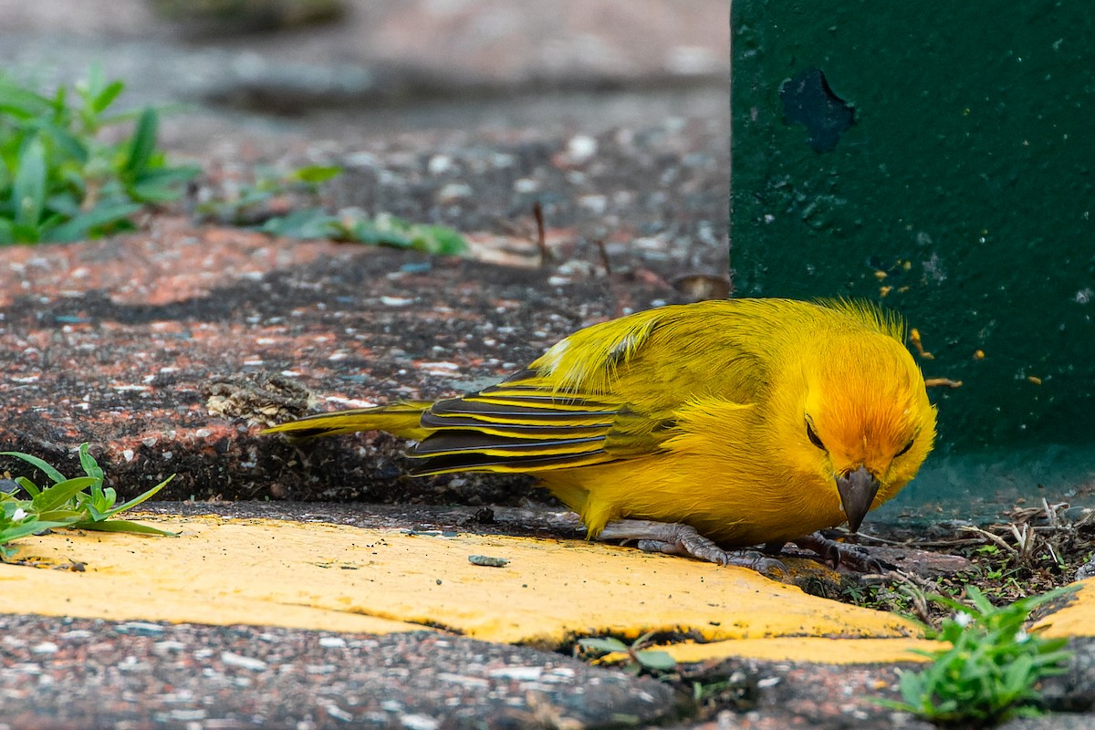 Saffron Finch - Steve Juhasz