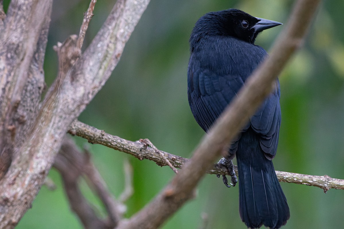 Scrub Blackbird - ML613777014