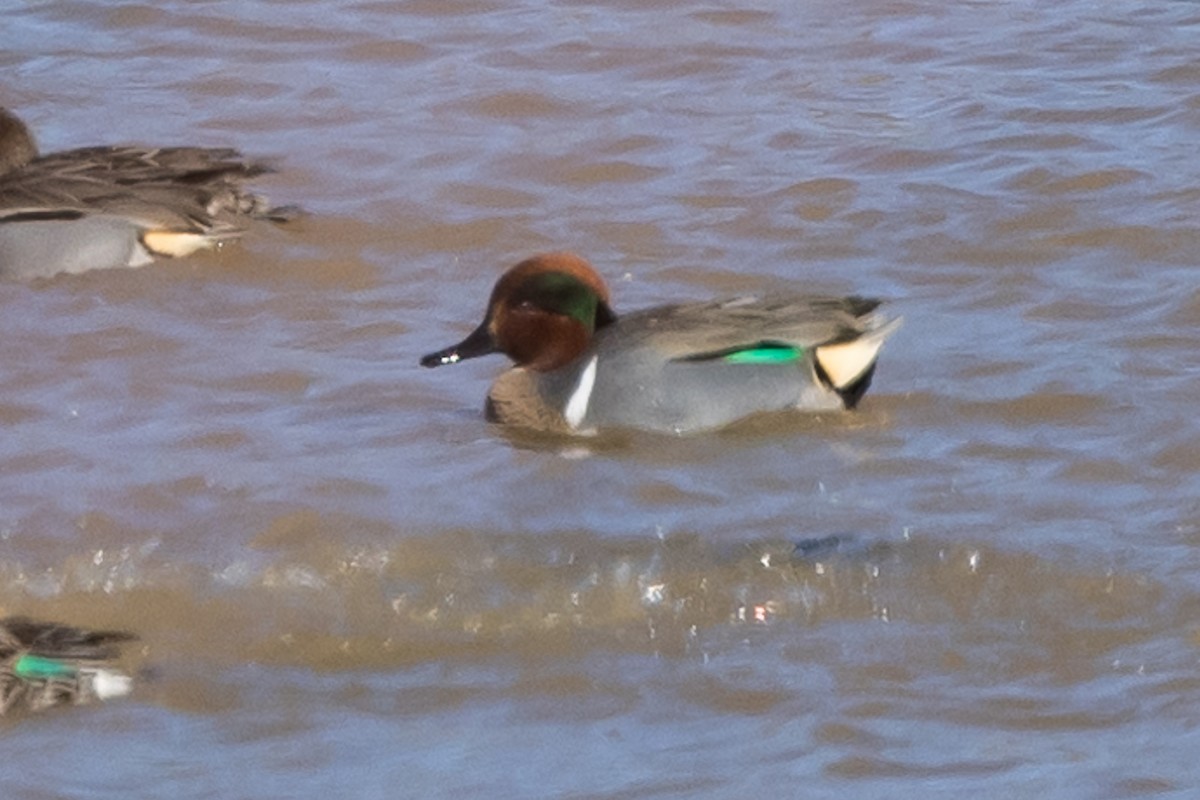 Green-winged Teal - ML613777040