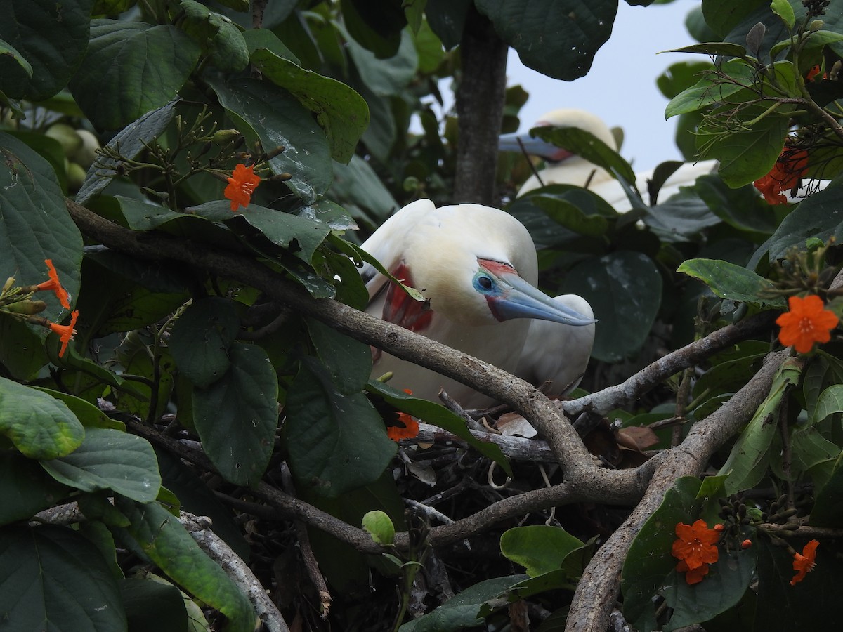 Red-footed Booby - Victoria Vosburg