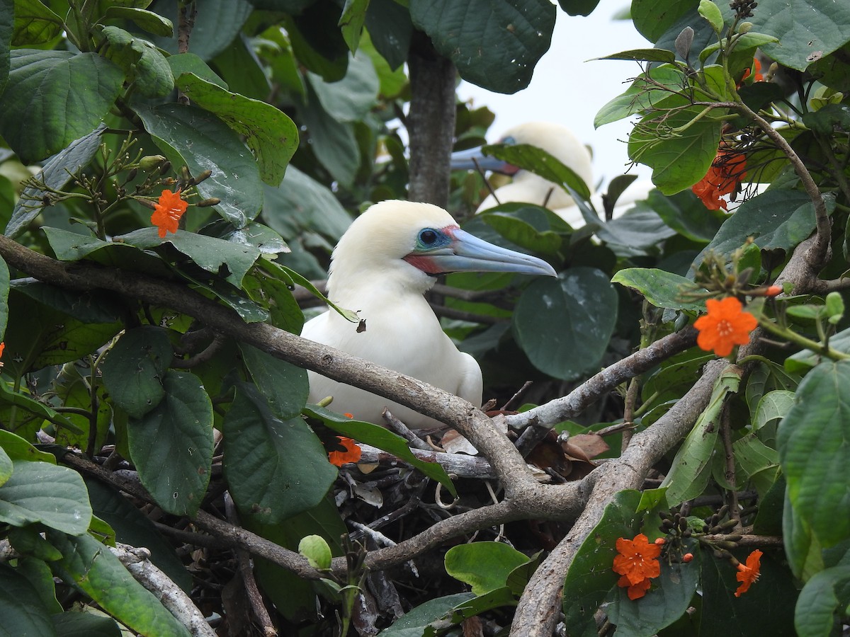 Red-footed Booby - Victoria Vosburg