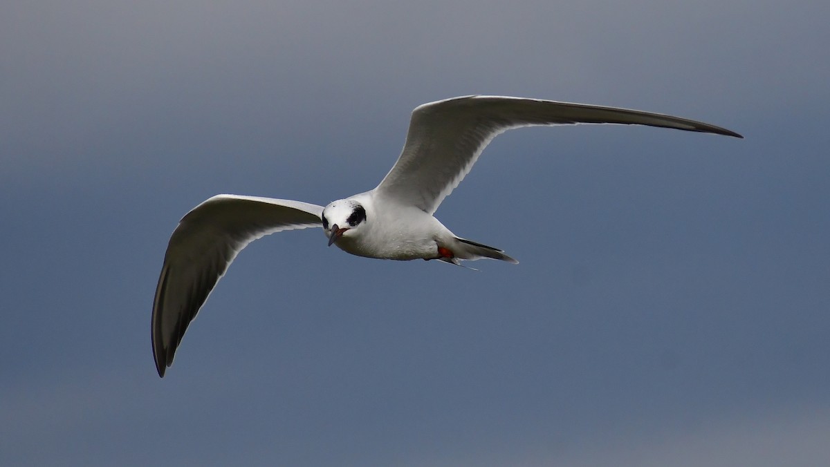 Forster's Tern - ML613777109