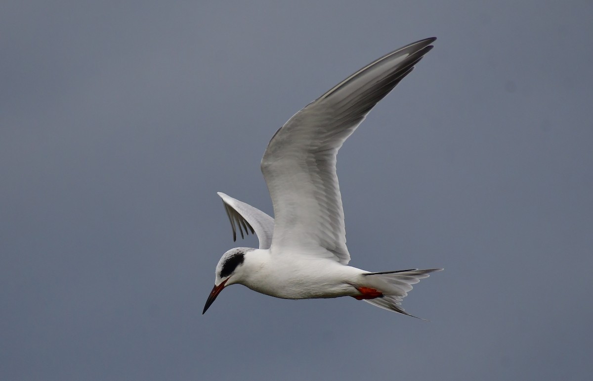 Forster's Tern - ML613777112