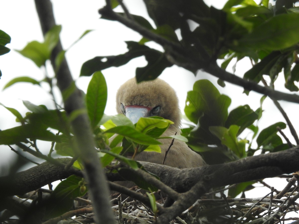 Red-footed Booby - Victoria Vosburg