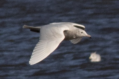 Glaucous Gull - ML613777156