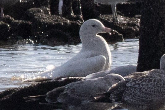 Glaucous Gull - ML613777157