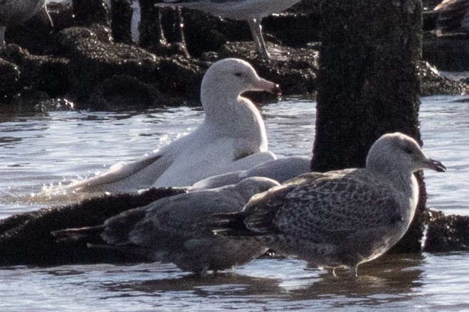 Glaucous Gull - ML613777159