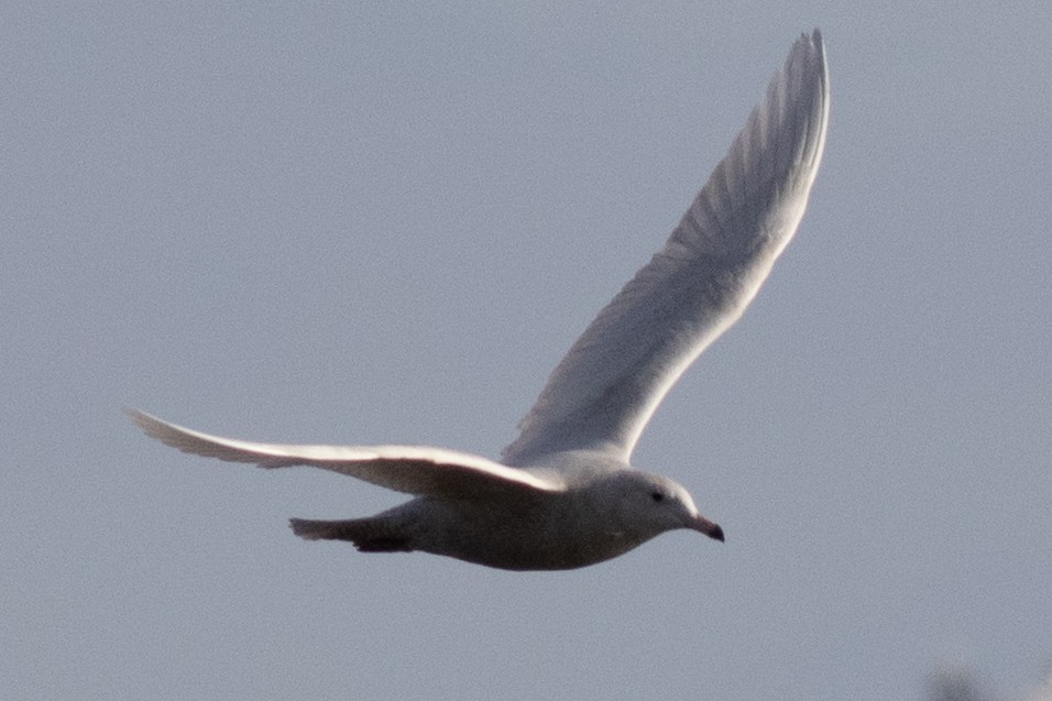 Glaucous Gull - ML613777162