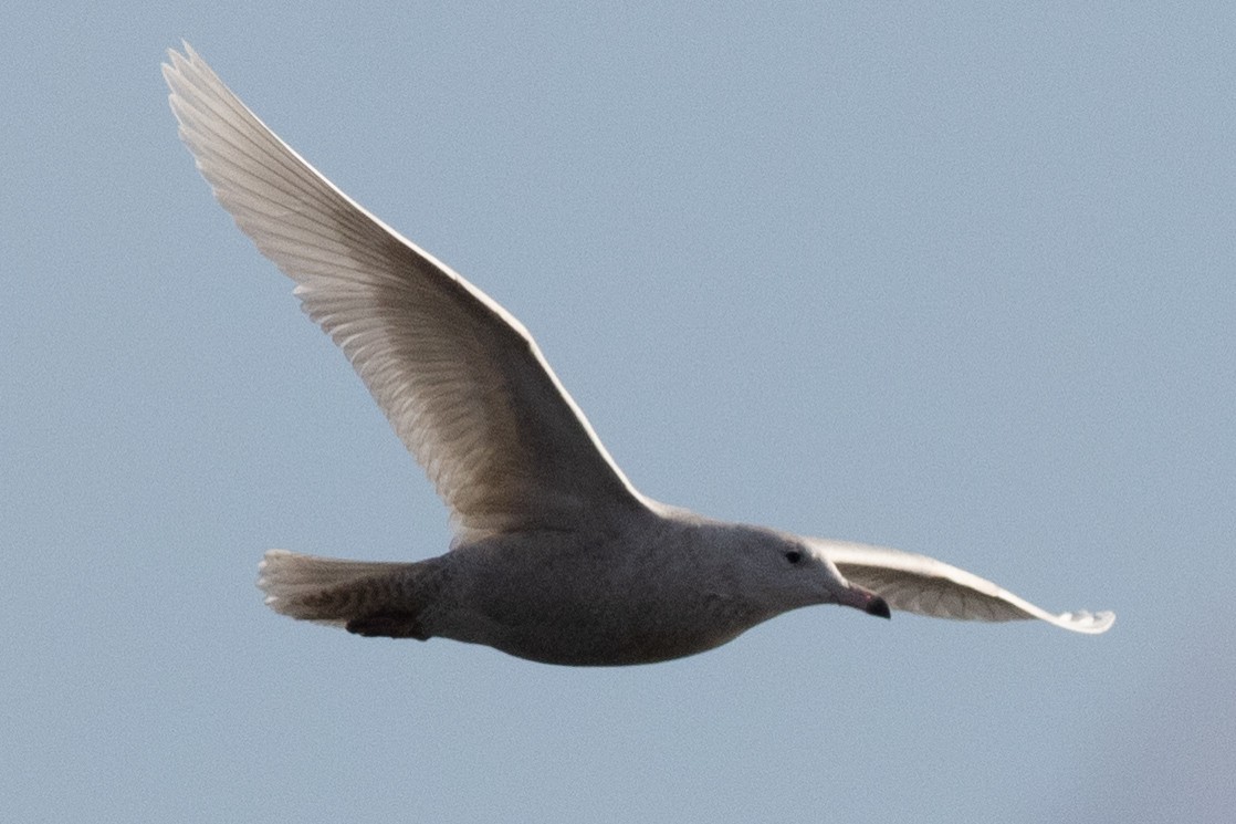 Glaucous Gull - ML613777164