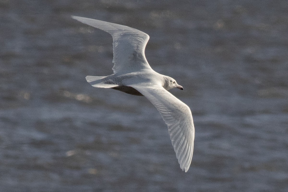 Glaucous Gull - ML613777166