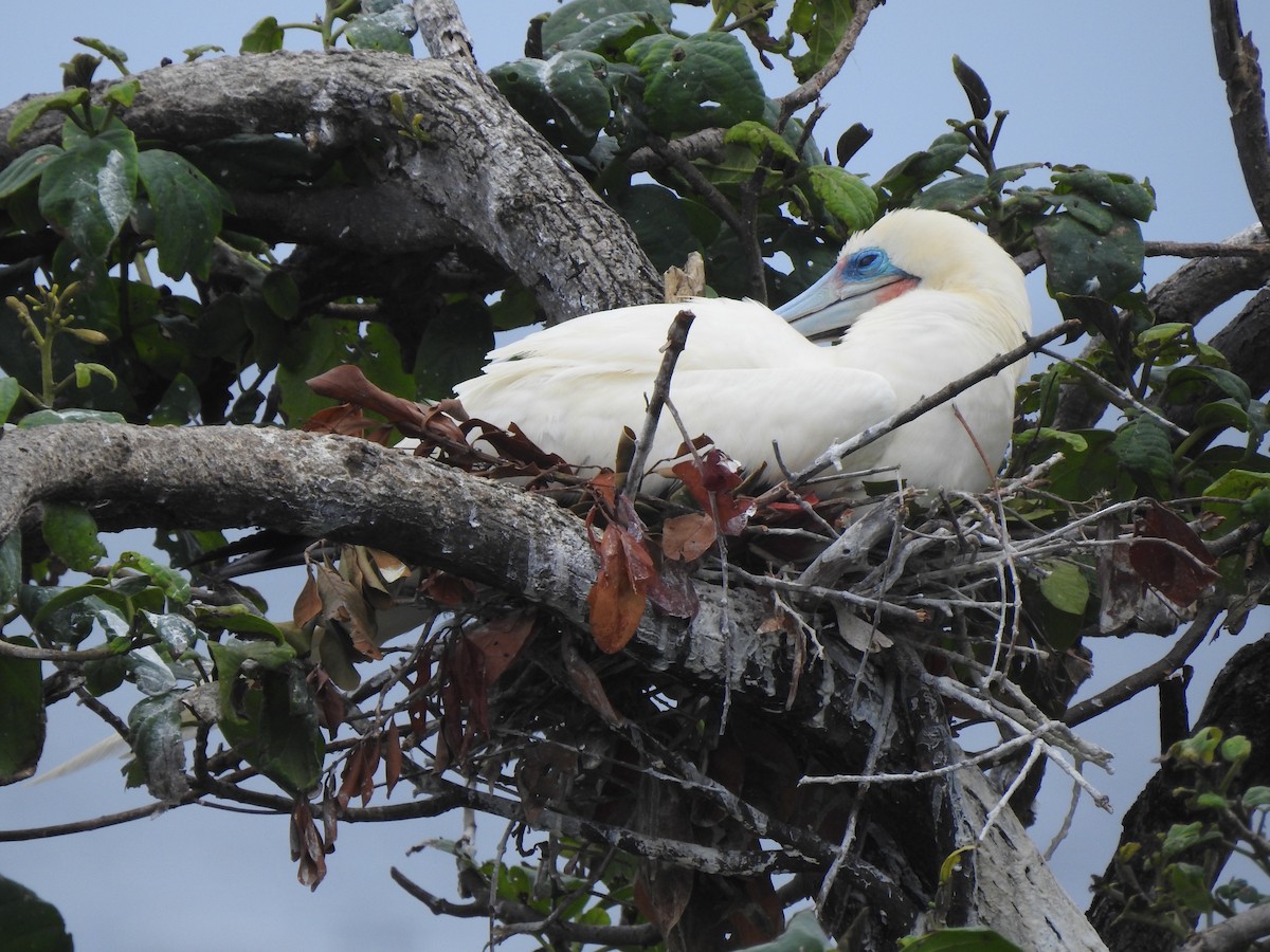 Red-footed Booby - ML613777176