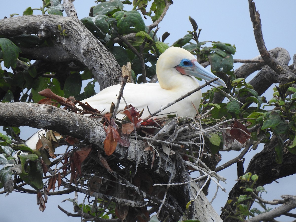 Red-footed Booby - Victoria Vosburg