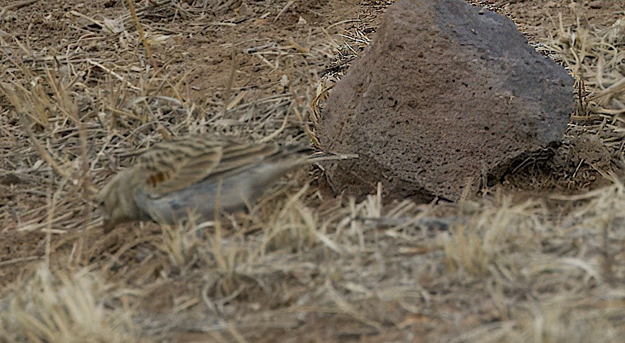 Thick-billed Longspur - Carol Hippenmeyer