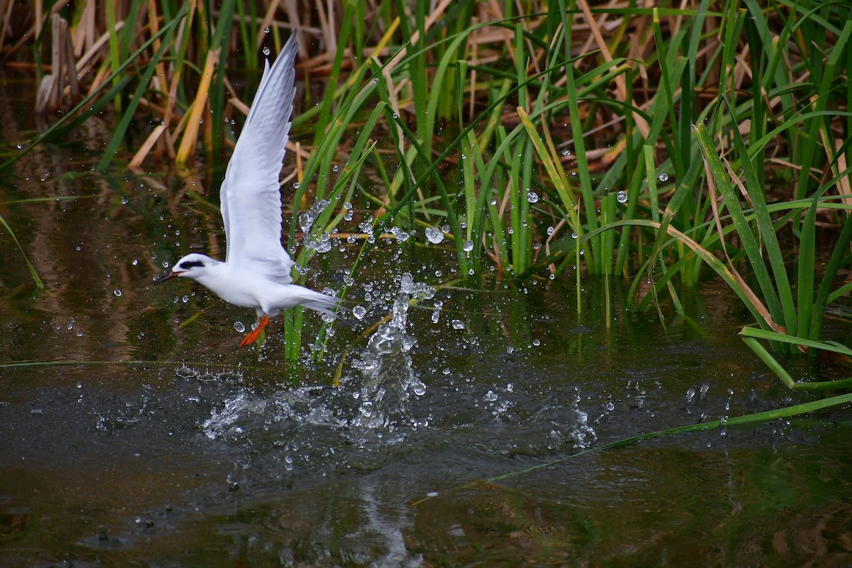 Forster's Tern - ML613777211