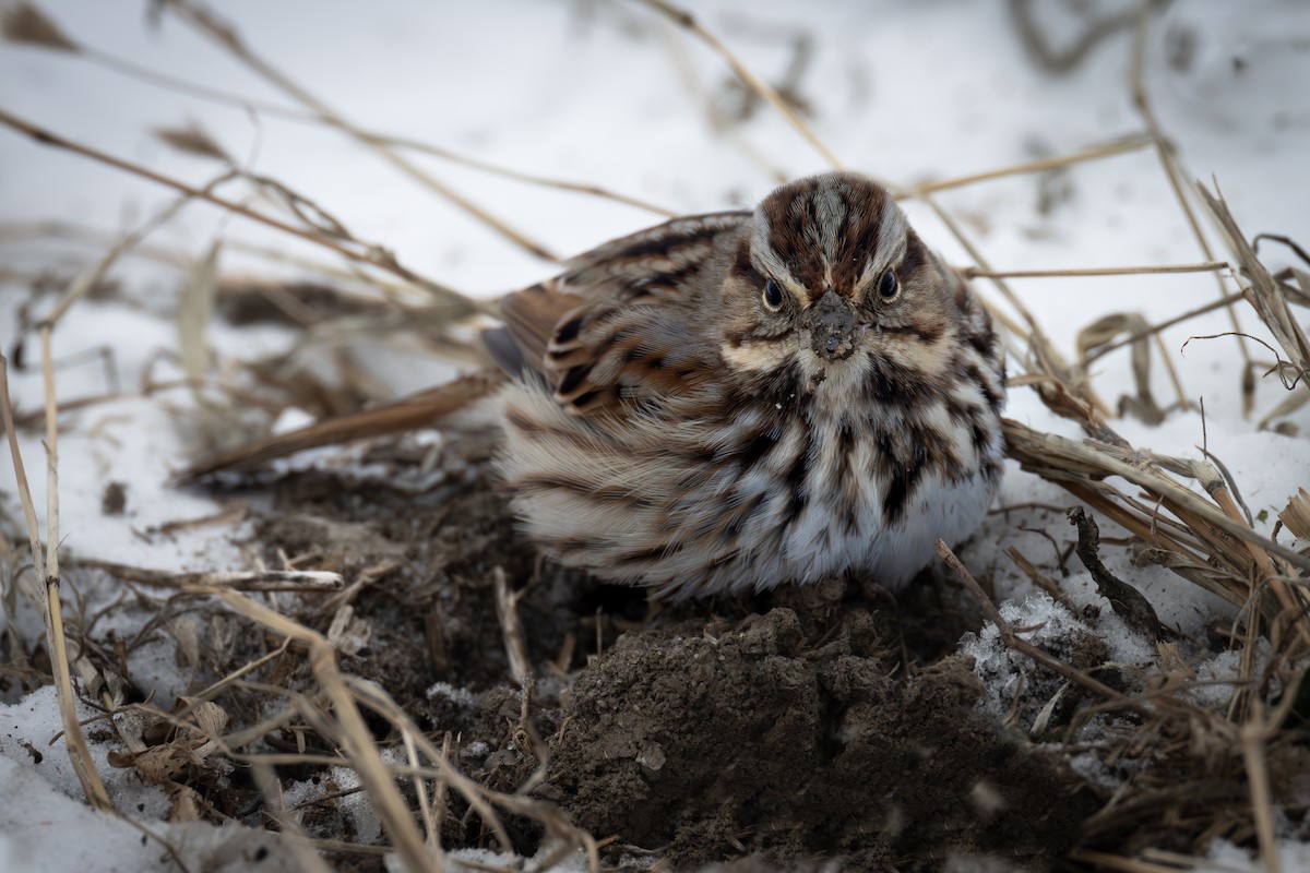 Song Sparrow - ML613777307