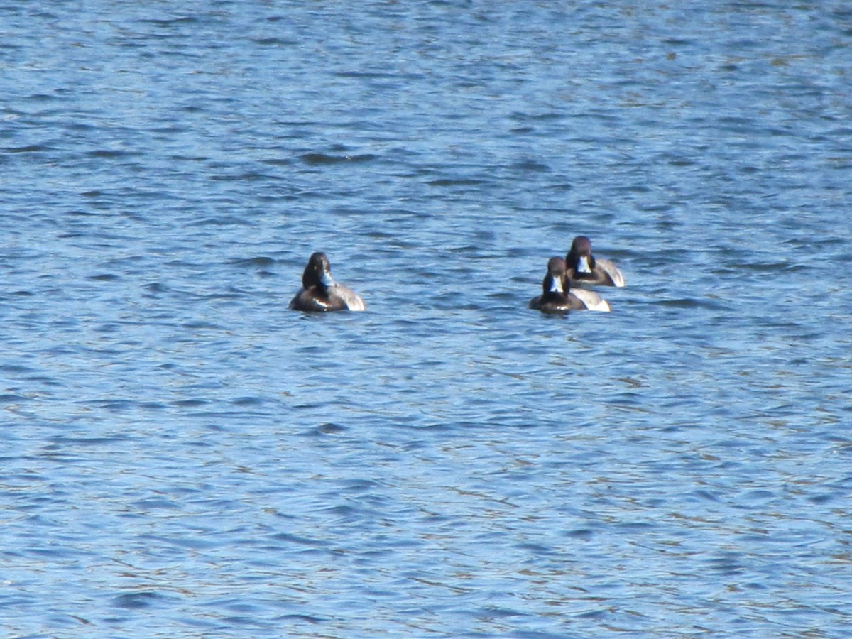 Lesser Scaup - ML613777313