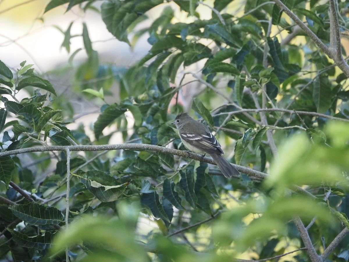 Small-billed Elaenia - ML613777353